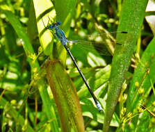 Image of Amber-winged Spreadwing