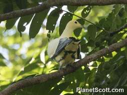 Image of Silver-tipped Imperial Pigeon