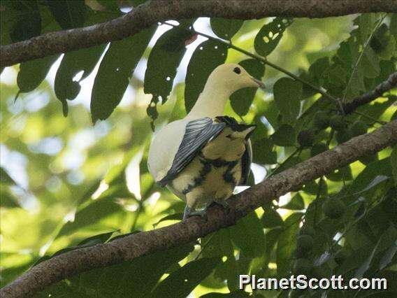Image of Silver-tipped Imperial Pigeon