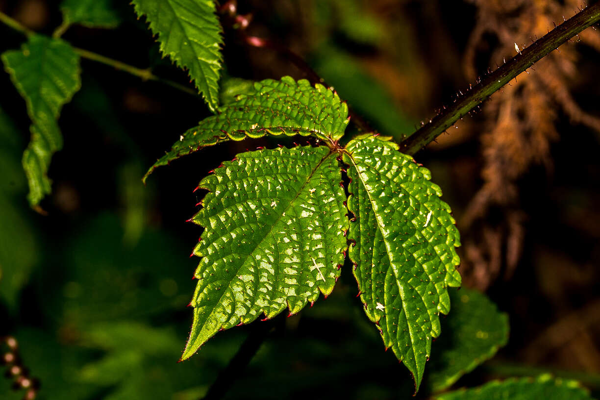 Image of Cyphostemma rubroglandulosum E. Retief & A. E. von Wyk