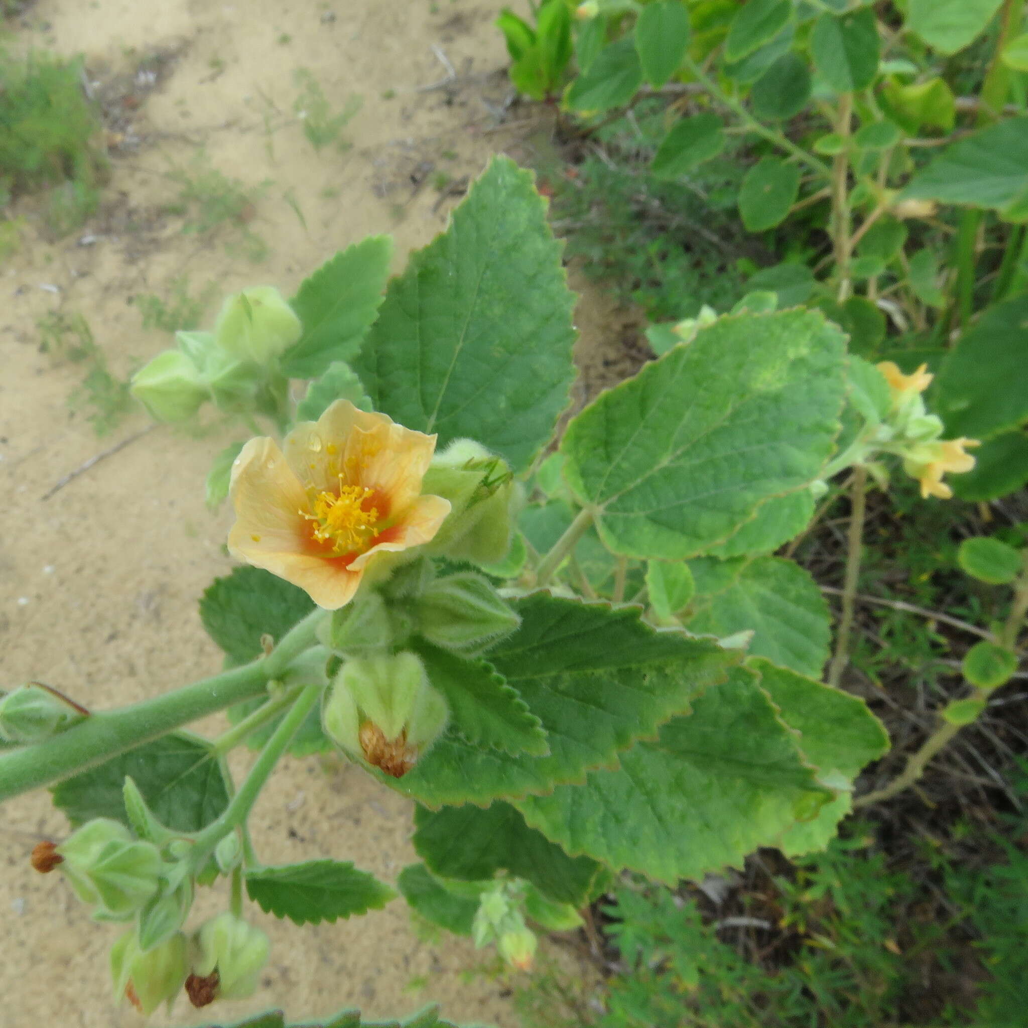 Image of country mallow