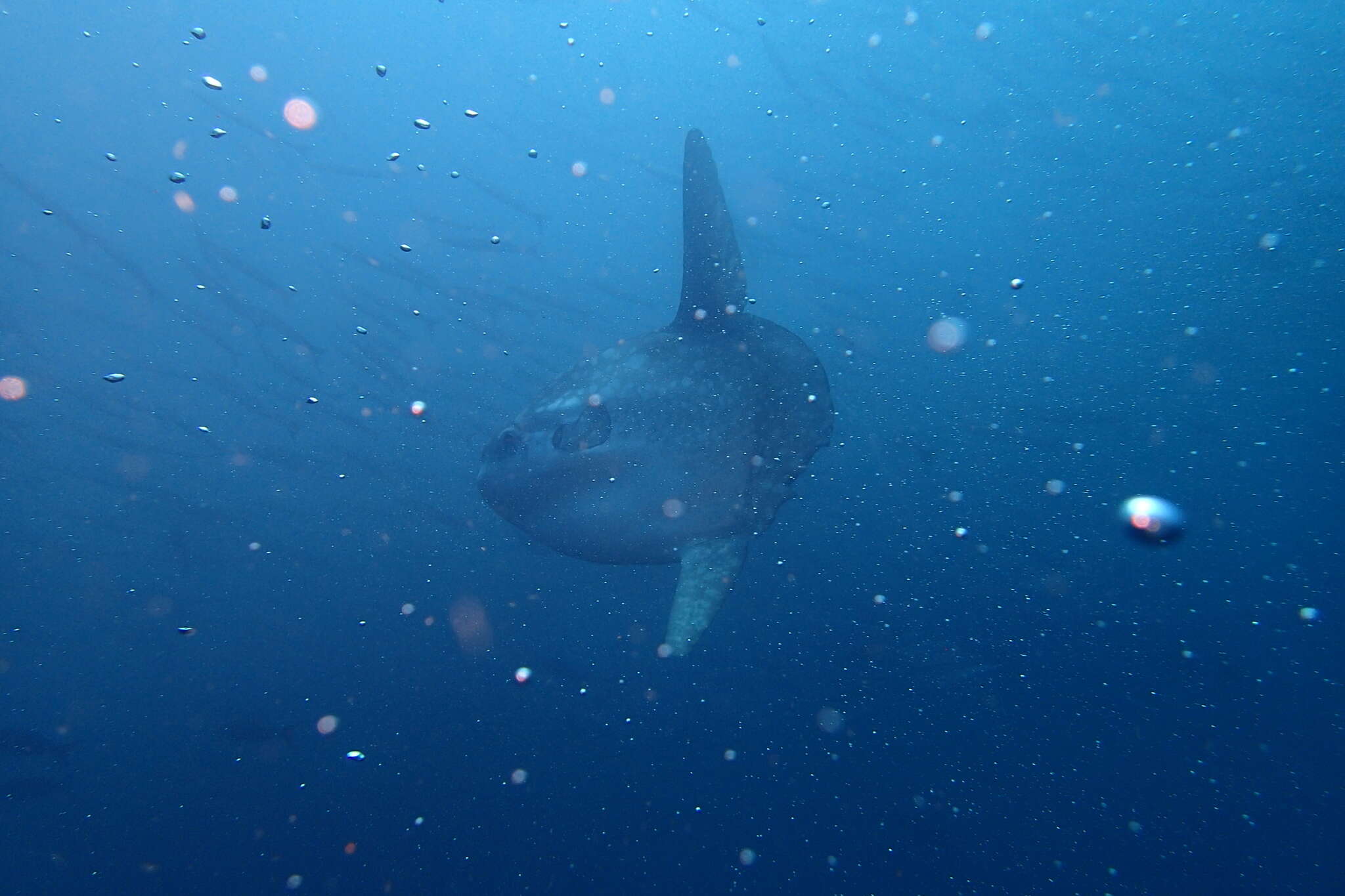 Image of Bumphead sunfish