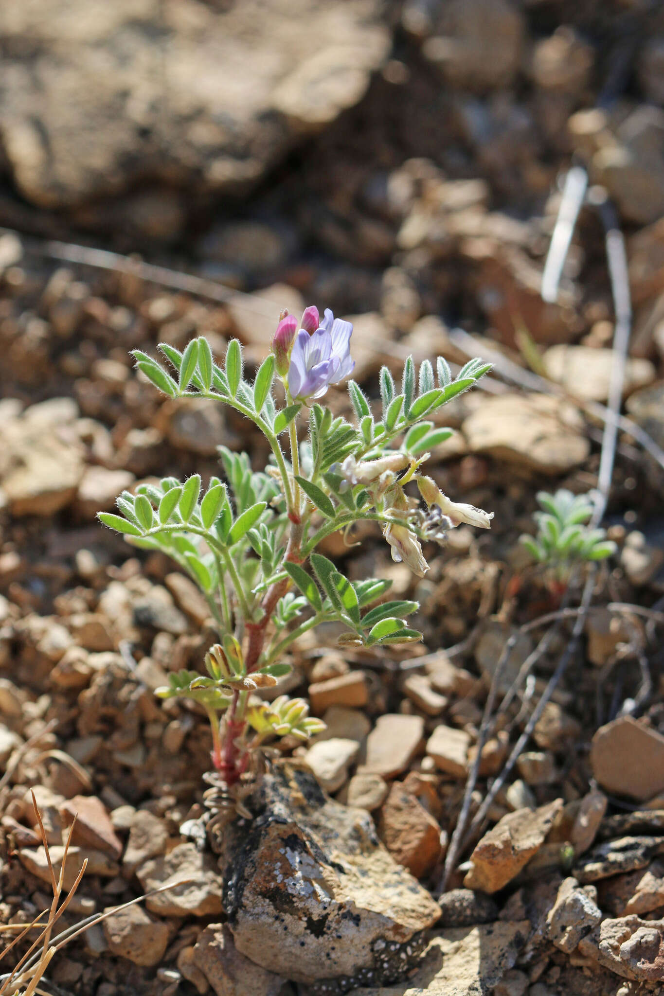 Plancia ëd Astragalus pubentissimus Torr. & A. Gray