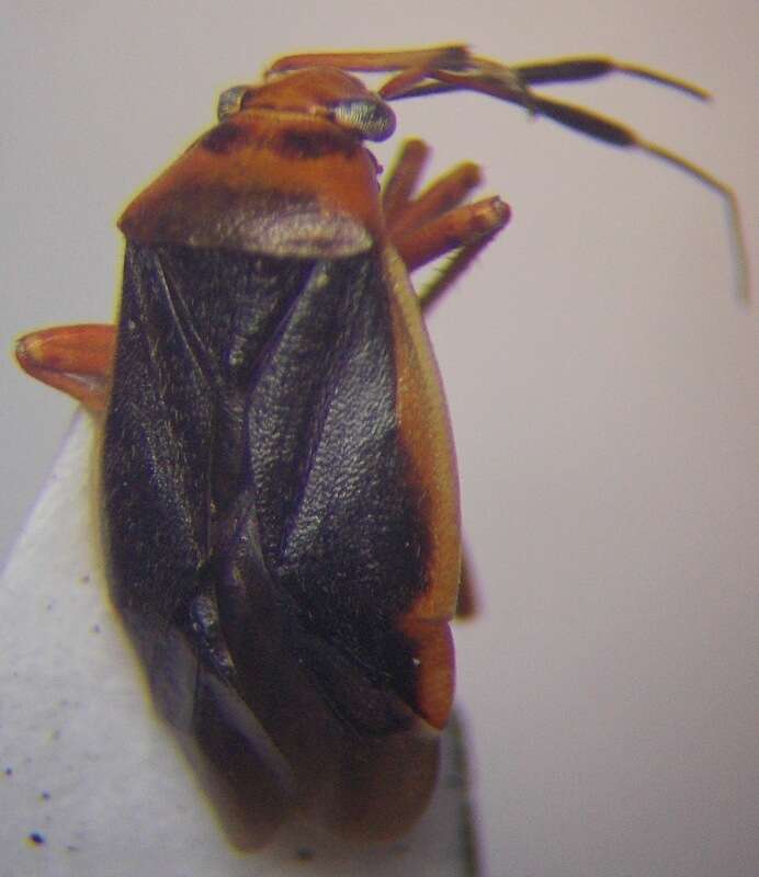 Слика од Capsus cinctus (Kolenati 1845)