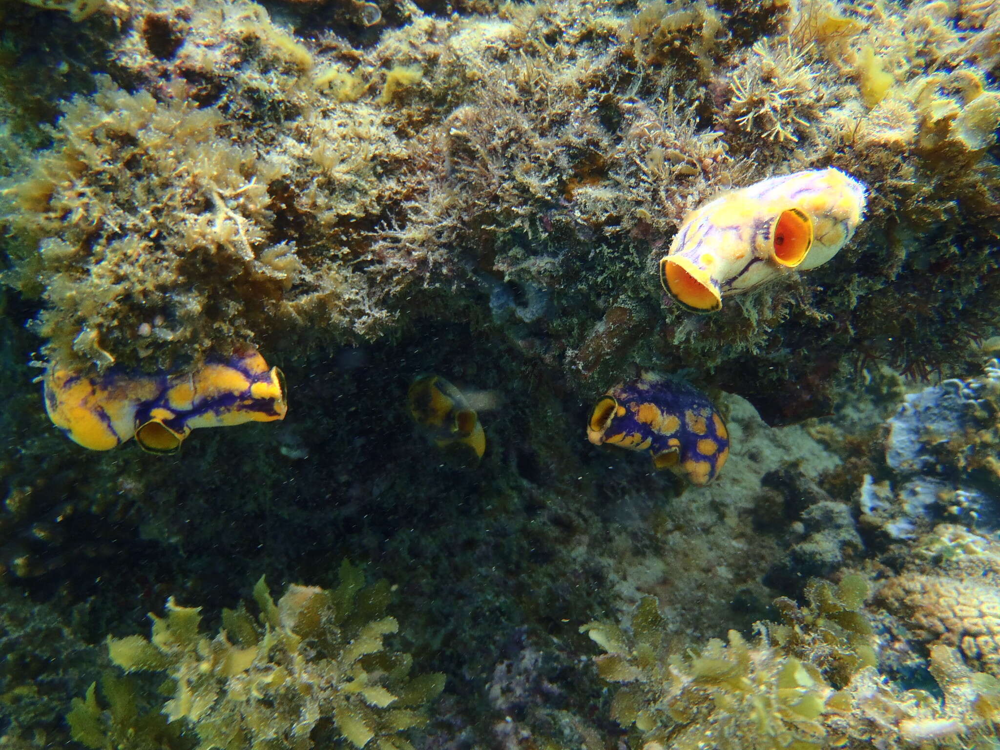 Image of Ox heart ascidian