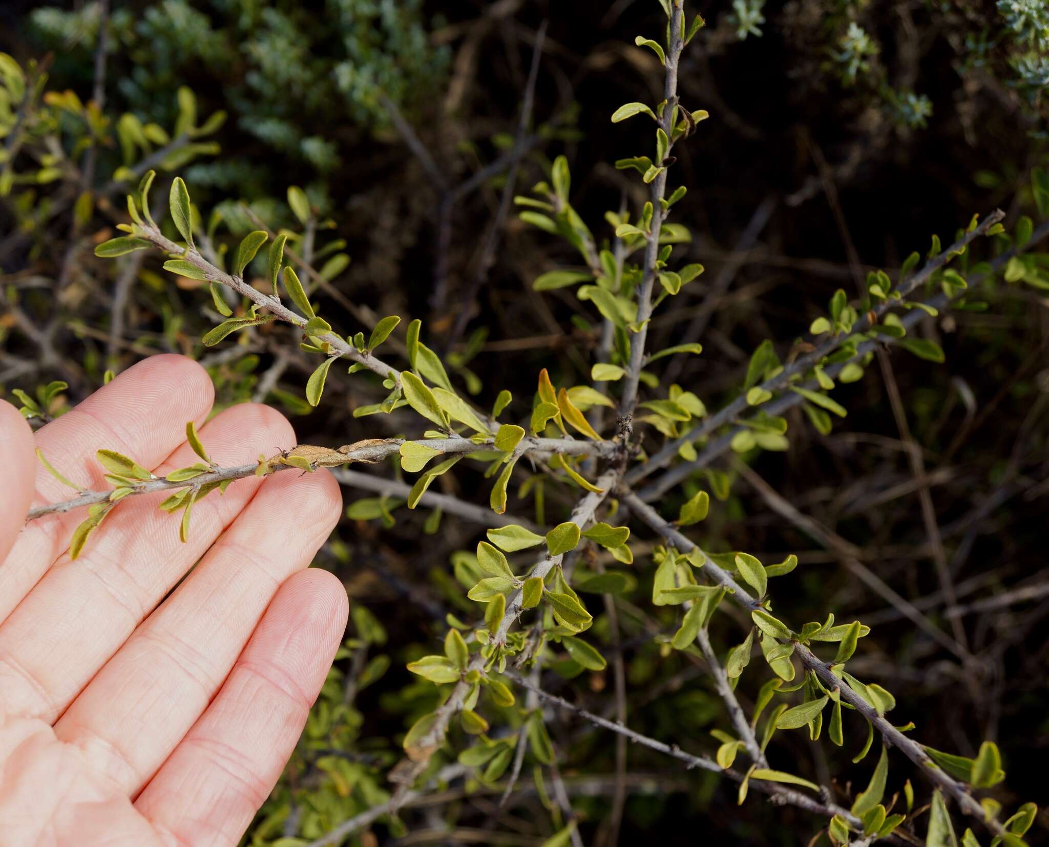 Image of desert almond