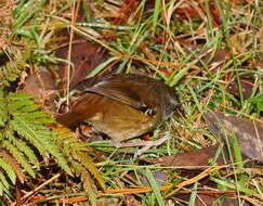 Image of White-browed Scrubwren