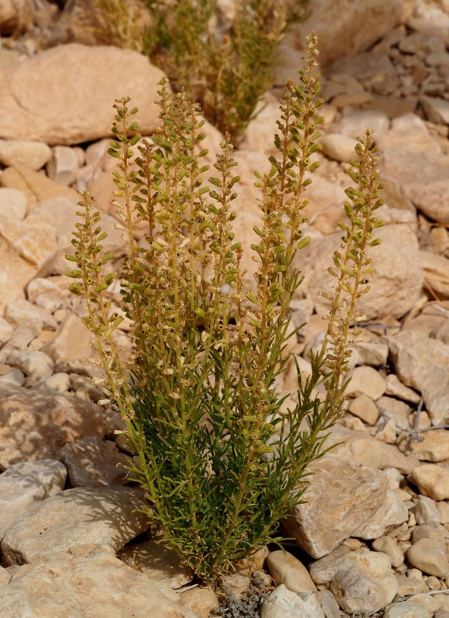 Reseda stenostachya Boiss.的圖片