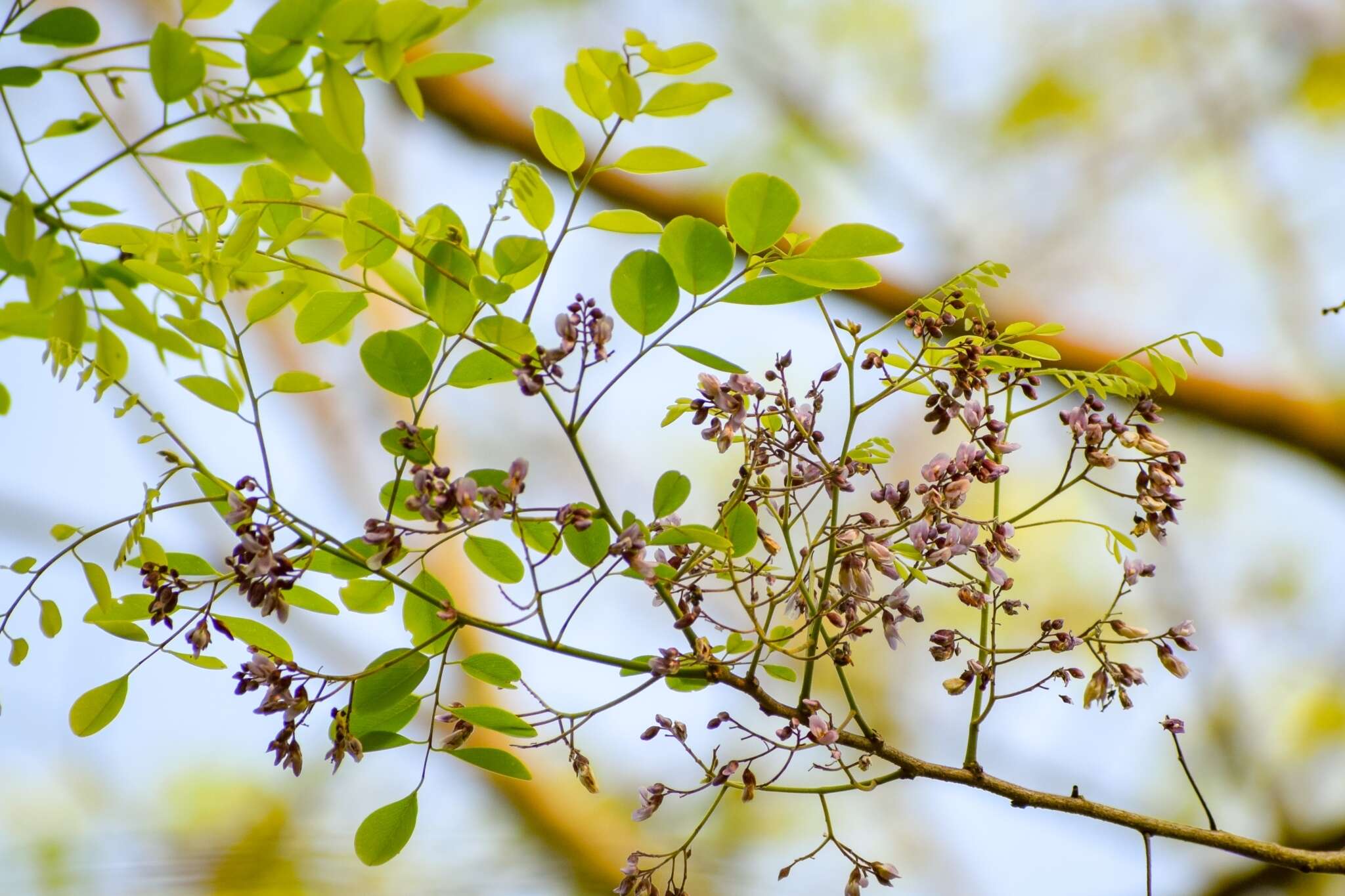 Слика од Dalbergia lanceolaria L. fil.