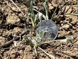 Image of dwarf dwarf-cudweed