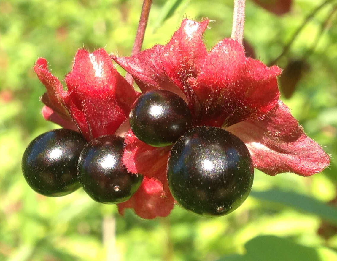 Image of twinberry honeysuckle