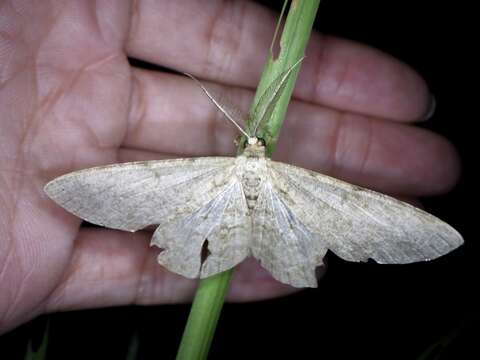 صورة Hypomecis punctinalis conferenda