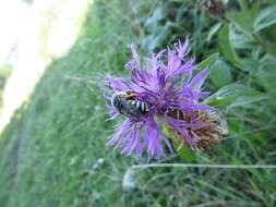 Image de Icteranthidium laterale (Latreille 1809)