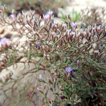 Image of Limonium cancellatum (Bertol.) O. Kuntze