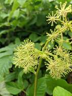 Image of Aralia cordata Thunb.