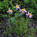 Image of Chrysanthemum oreastrum Hance