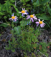 Image of Chrysanthemum oreastrum Hance