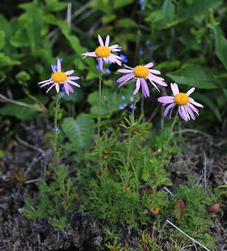 Imagem de Chrysanthemum oreastrum Hance