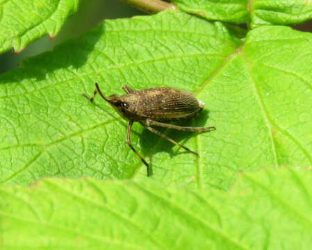 Image of Scolops sulcipes (Say 1825)