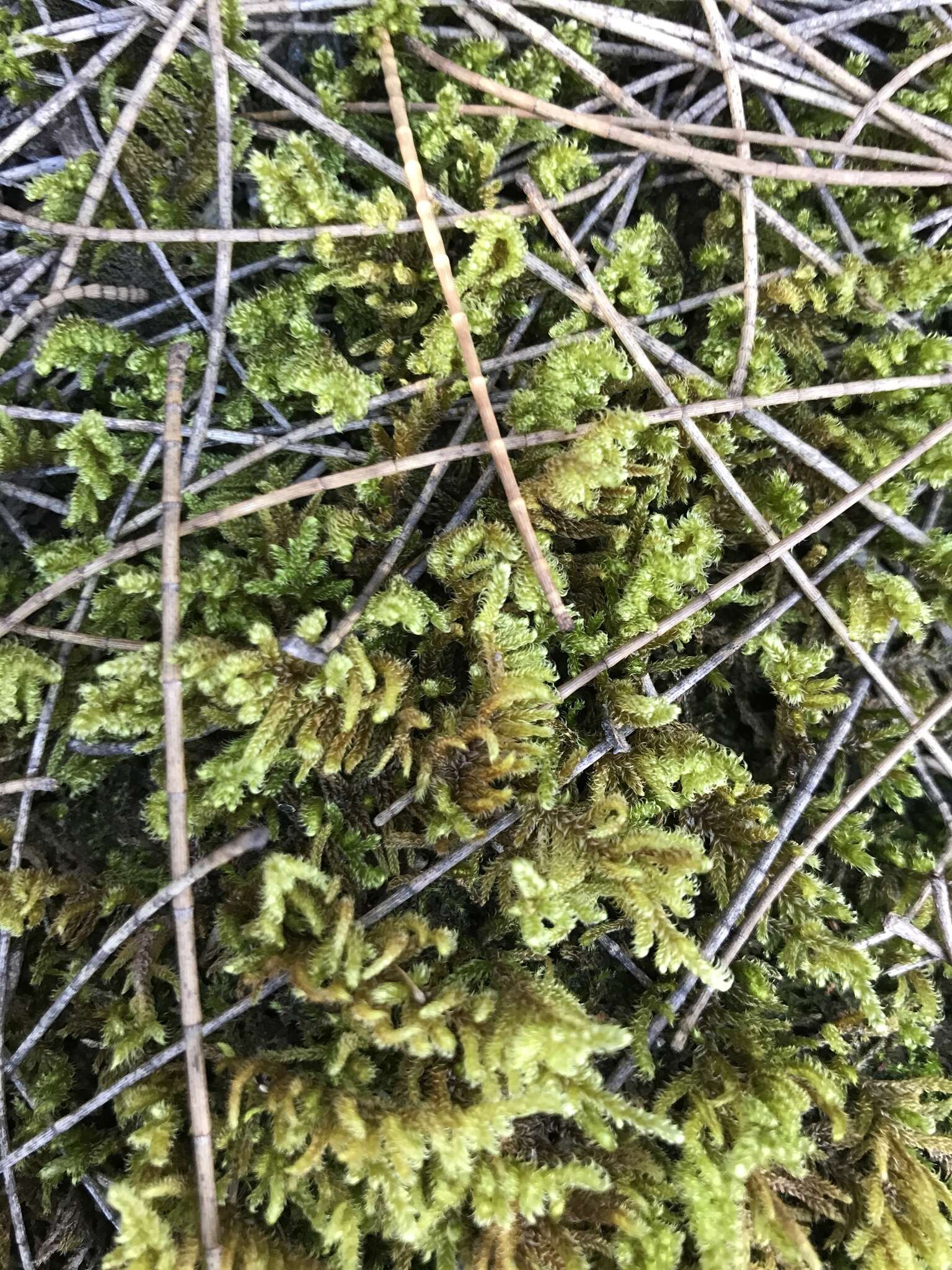 Image of Cypress-leaved plaitmoss