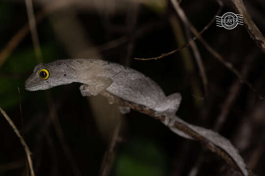 Image of Strophurus spinigerus (Gray 1842)