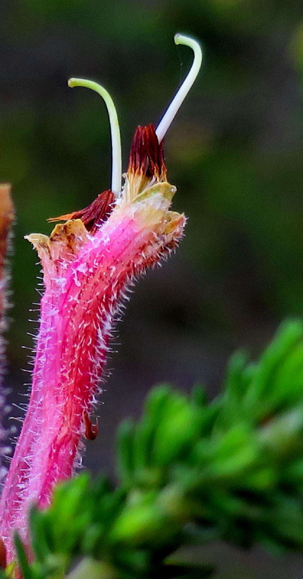 Image of Erica densifolia Willd.