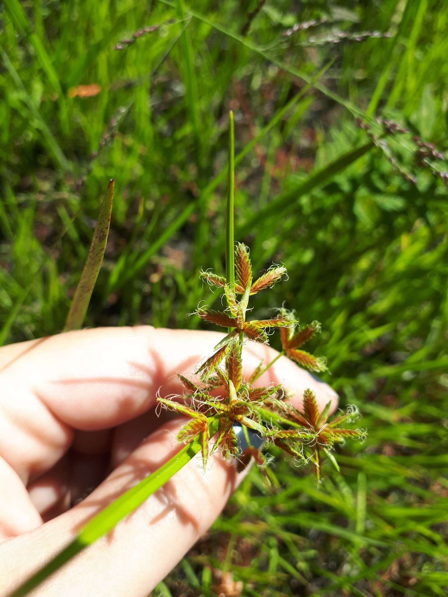 Image of Dentate umbrella sedge