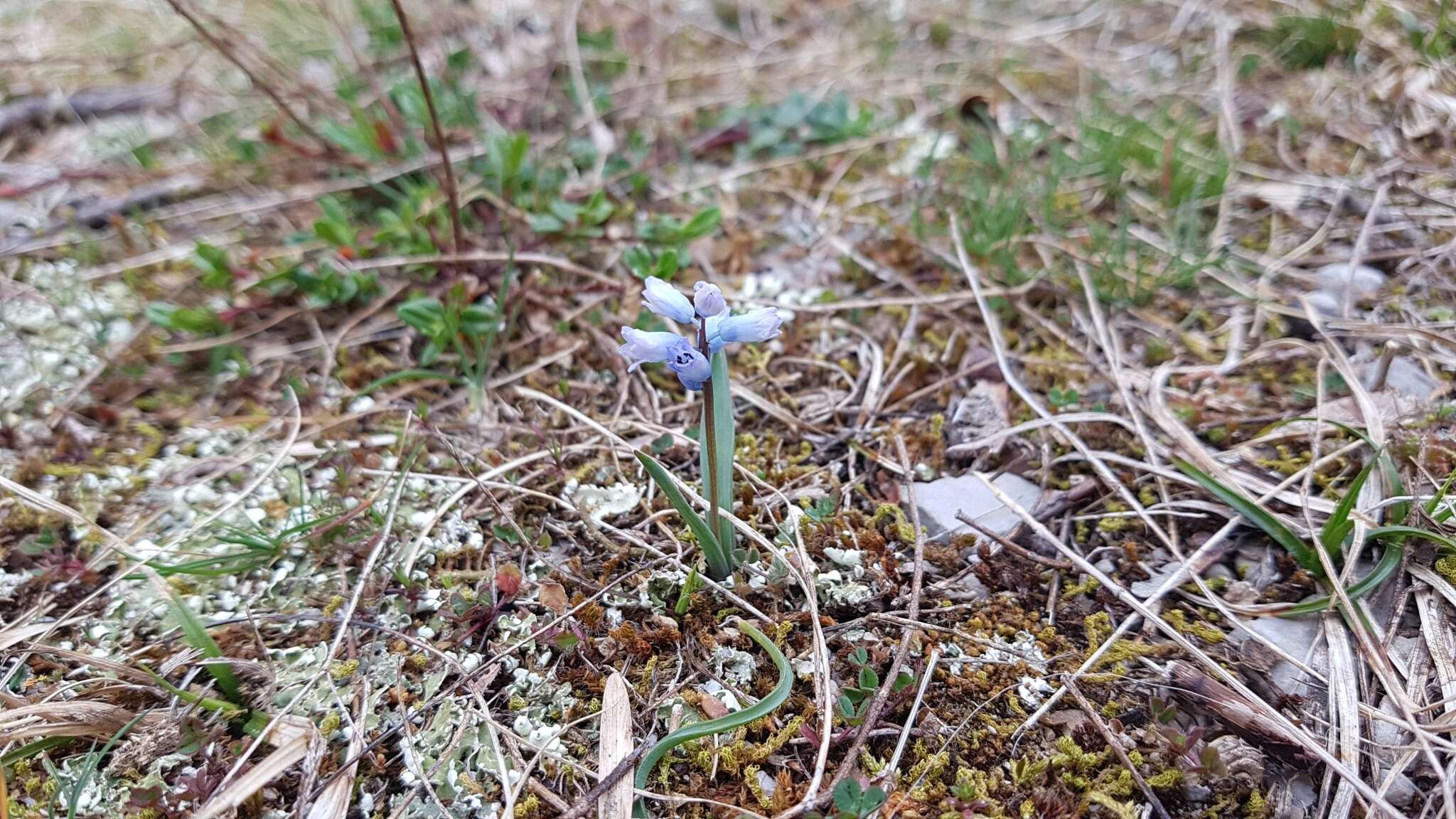 Image of Hyacinthella dalmatica Chouard