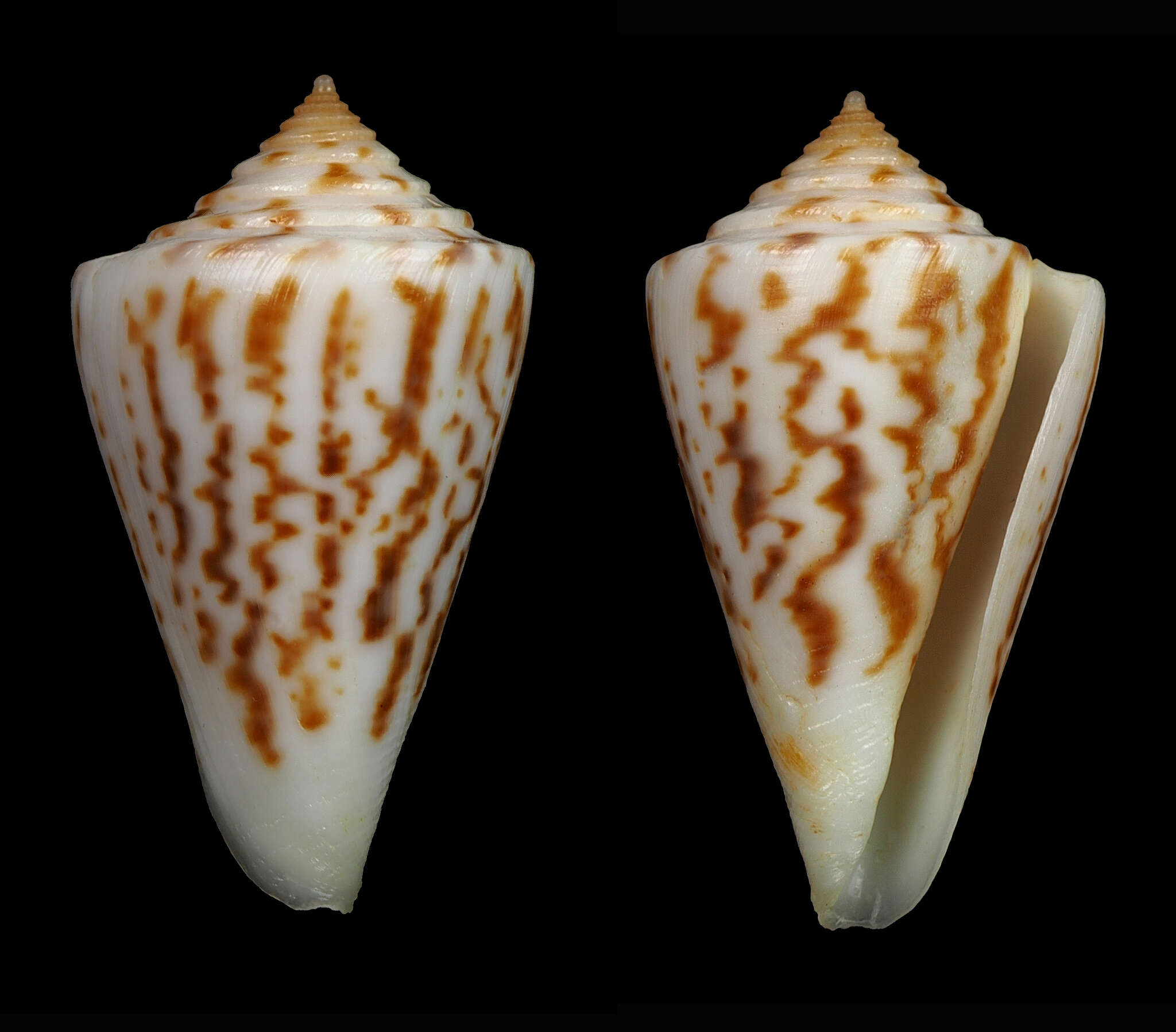 Image of Clery's Cone