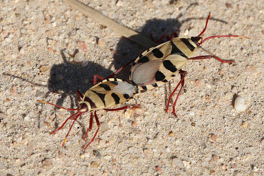 Image of <i>Probergrothius angolensis</i>