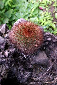 Image of Mammillaria spinosissima subsp. tepoxtlana D. R. Hunt