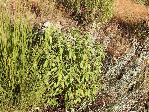 Imagem de Cistus laurifolius L.