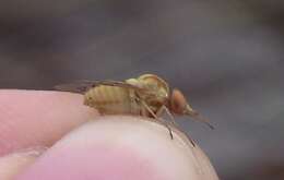 Poecilognathus sulphureus resmi