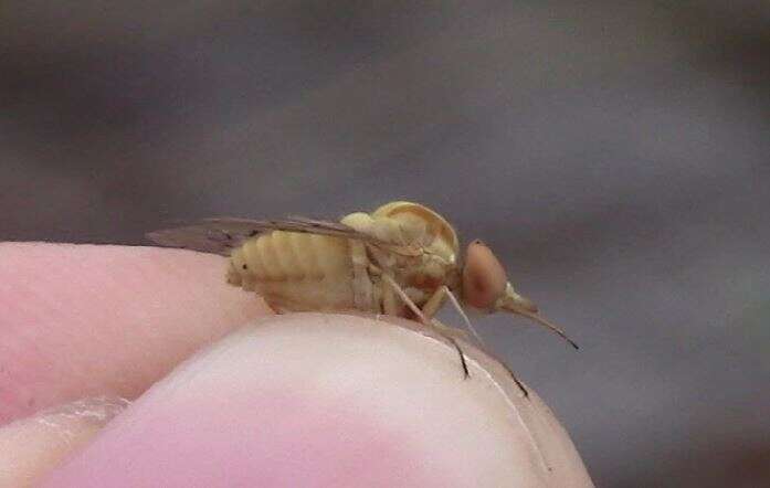 Poecilognathus sulphureus resmi