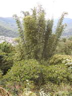 Image of Bambusa oldhamii Munro
