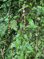 صورة Persicaria pubescens (Bl.) Hara