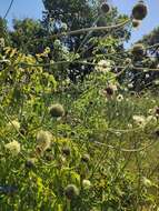 Image of Cephalaria litvinovii Bobrov