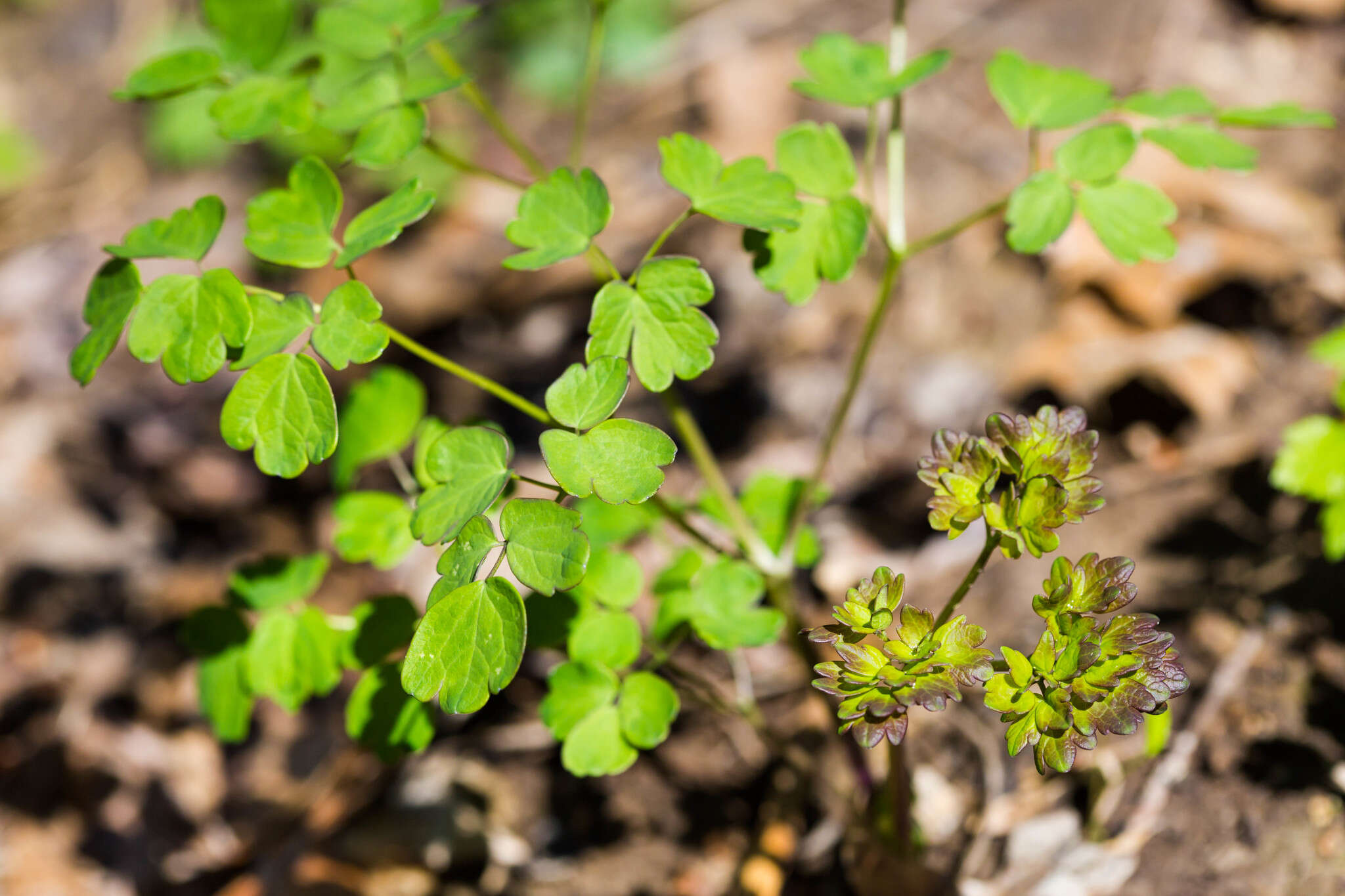 Image of early meadow-rue