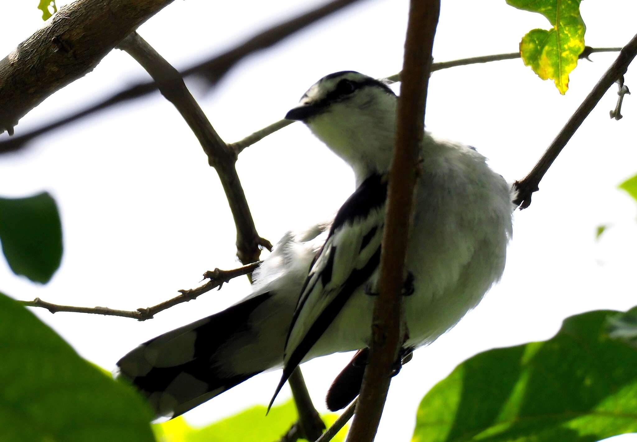 Image of Pied Triller
