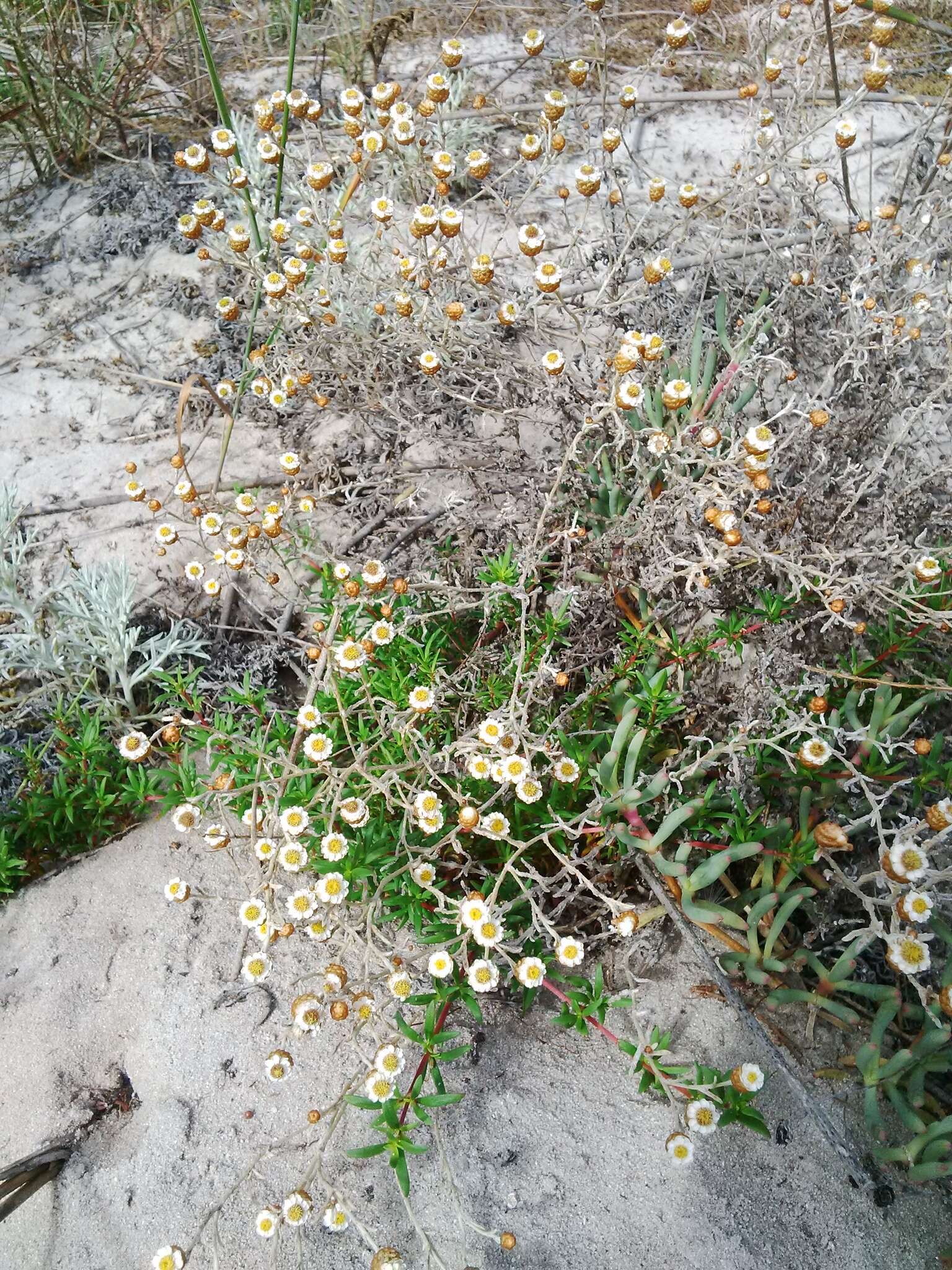 Image de Helichrysum cochleariforme DC.