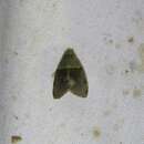 Image de Lasiolopha saturata Walker 1865