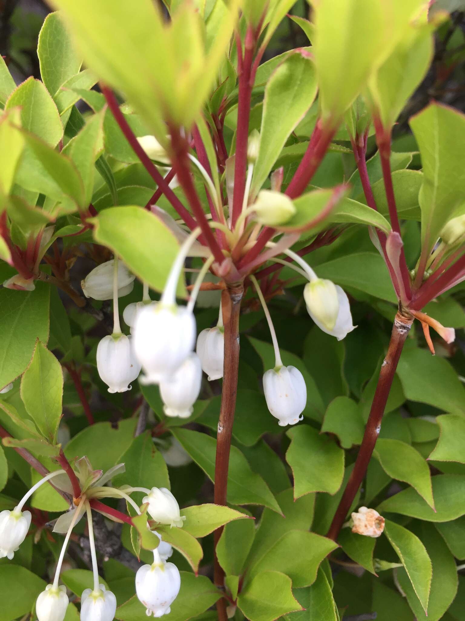 Imagem de Enkianthus perulatus (Miq.) Schneider