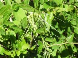 Plancia ëd Bauhinia pauletia Pers.