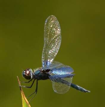 Слика од Rhyothemis triangularis Kirby 1889