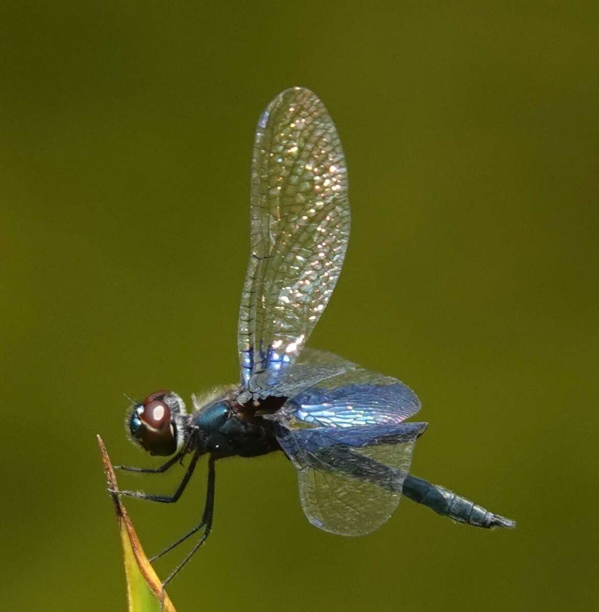 Image of Rhyothemis triangularis Kirby 1889