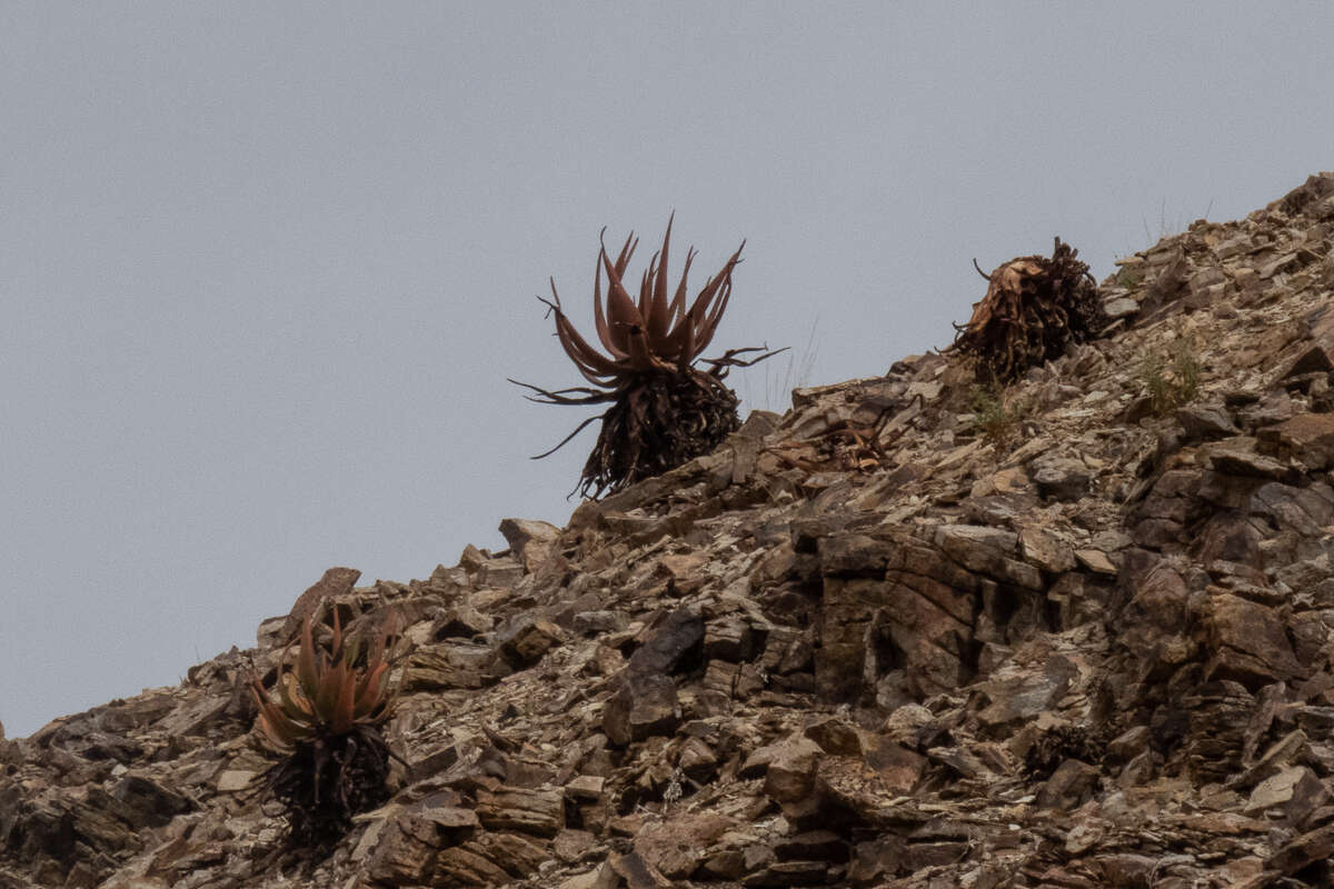 Image of Aloe gariepensis Pillans