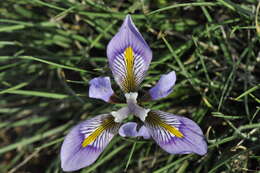 Image of Iris unguicularis subsp. cretensis (Janka) A. P. Davis & Jury