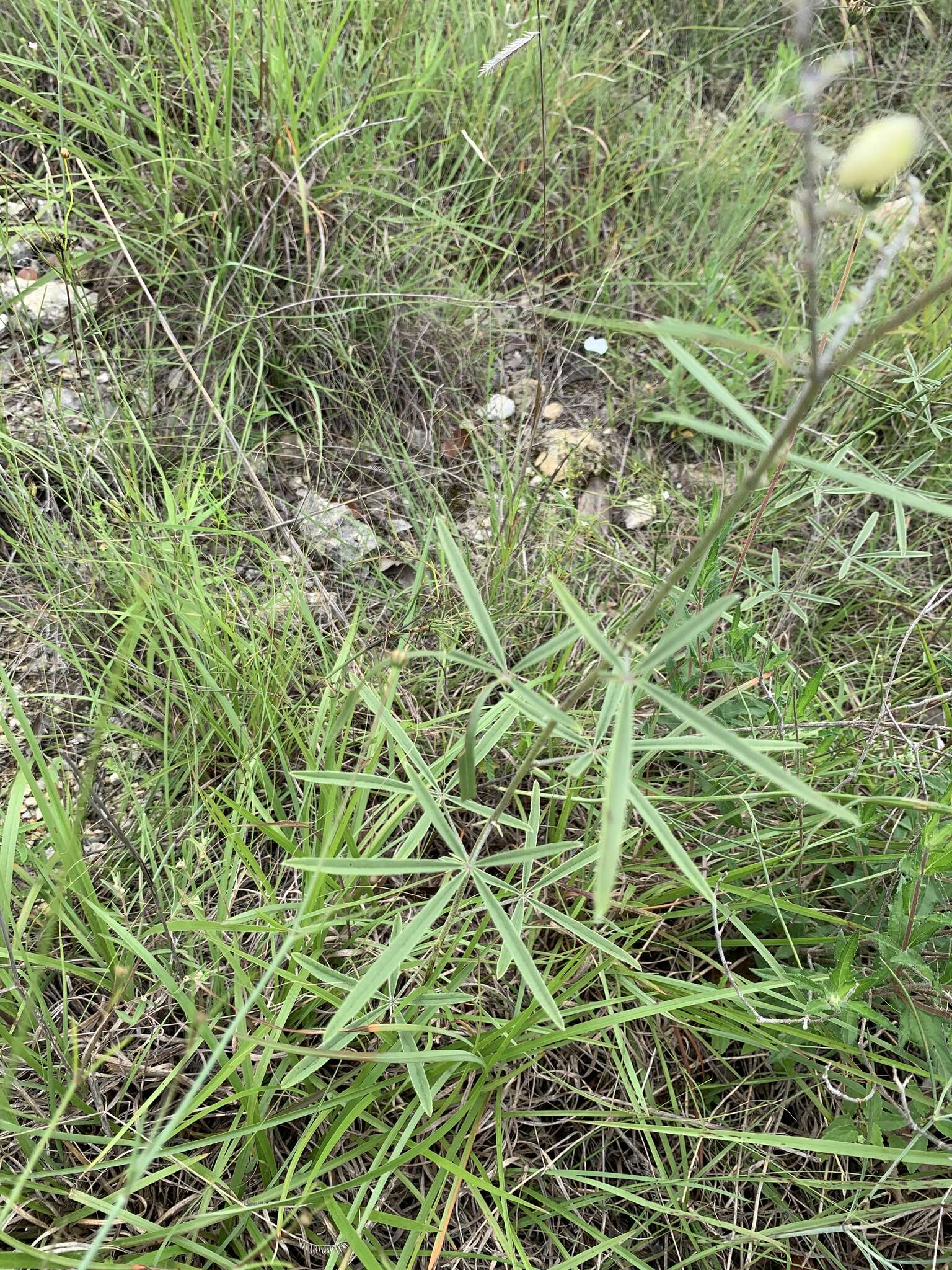 Imagem de Psoralea cyphocalyx A. Gray