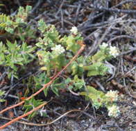 Image of Pimelea urvilleana A. Rich.