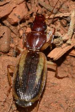 Image of Cymindis (Cymindis) lineola L. Dufour 1820